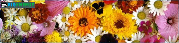 Квітковий магазин