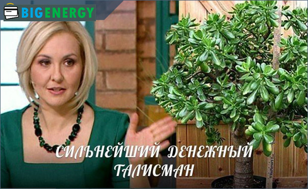 Грошове дерево